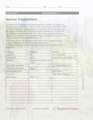 Animal Adaptations Activity