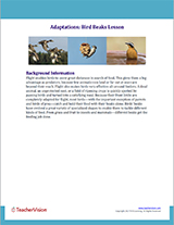 Bird Beaks Background Info Cover Image