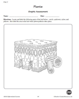 Parts of a Plant Leaf Labeling Assessment Worksheet For 6th Grade Science