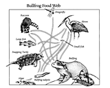 Bullfrog Food Web