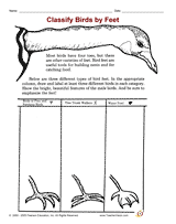 Classify Birds by Feet