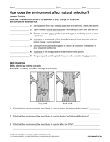 How Does the Environment Affect Natural Selection?