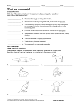 What Are Mammals?