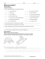 What Are Reptiles?