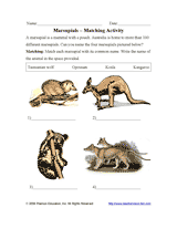 Marsupials  Matching Activity