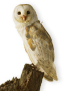 Instant Expert: Birds