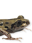 Instant Expert: Amphibians